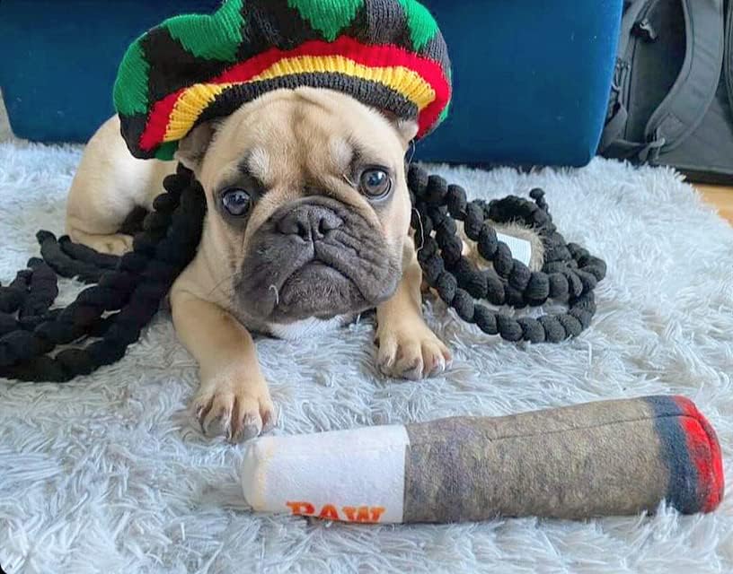 PAW - Doggie Joint