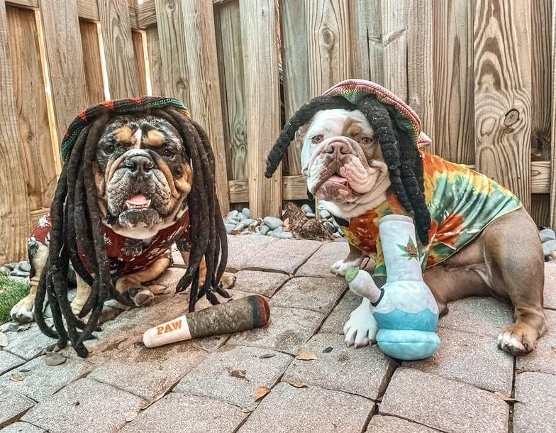 PAW - Doggie Joint